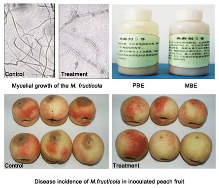 桃采后病害無(wú)公害防治技術(shù)