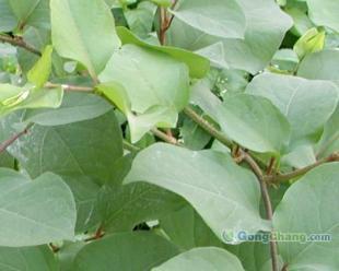 供應虎杖甙 植物提取物_醫(yī)藥、保養(yǎng)_世界工廠網(wǎng)中國產(chǎn)品信息庫