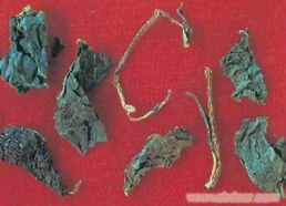 大青葉提取物 植物提取物 河南中藥提取物廠(chǎng)家