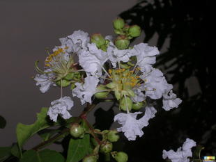 優(yōu)質(zhì)白薇提取物 上?？低∩锕?yīng)10:1高純度庫存